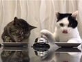 「チリーン！　ご飯くださいニャ」　呼び鈴を鳴らして注文する猫ちゃんたちが超絶かわいい