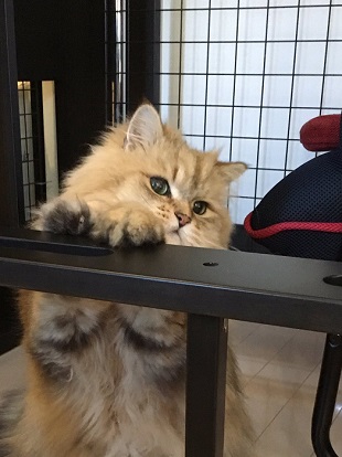 猫の空くん