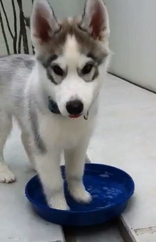 フィスくんとグーちゃん