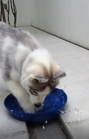 フィスくんとグーちゃん