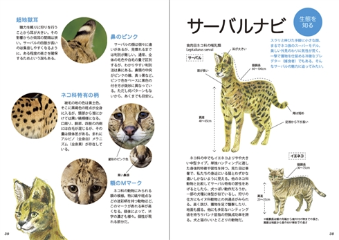 サーバルキャットの写真集だよ！　昨年末から作られていた奇跡の1冊、2カ月待ちの状態に