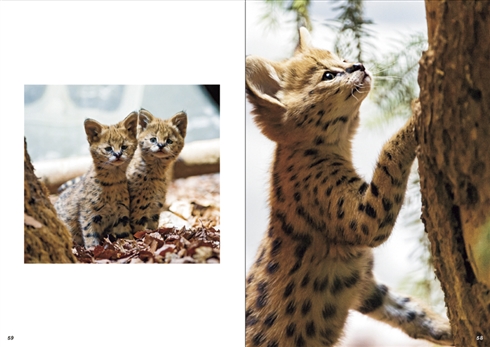 サーバルキャットの写真集だよ！　昨年末から作られていた奇跡の1冊、2カ月待ちの状態に