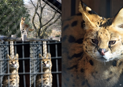 サーバルキャットの写真集だよ！　昨年末から作られていた奇跡の1冊、2カ月待ちの状態に