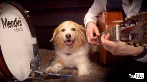 犬 ドラム ペダル リズム キープ BPM 演奏