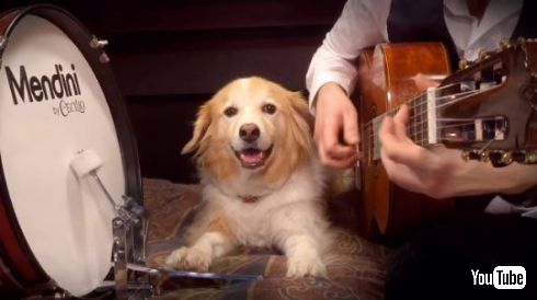 犬 ドラム ペダル リズム キープ BPM 演奏