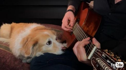 犬 ドラム ペダル リズム キープ BPM 演奏