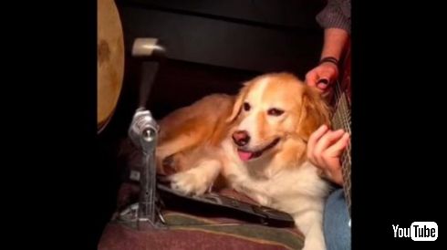 犬 ドラム ペダル リズム キープ BPM 演奏