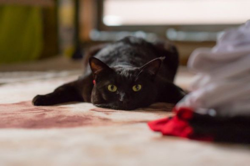 黒 猫 ホットカーペット 温かさ 味わう