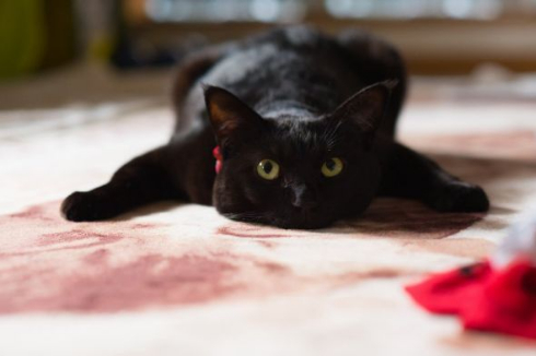 黒 猫 ホットカーペット 温かさ 味わう