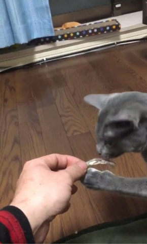 猫 煮干し 下手