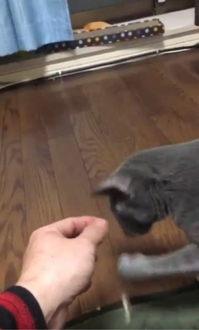 猫 煮干し 下手