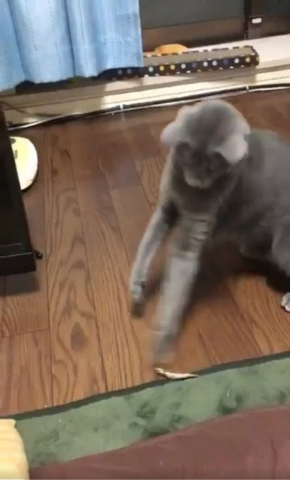 猫 煮干し 下手