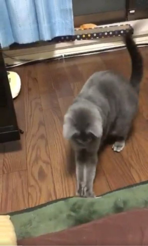 猫 煮干し 下手