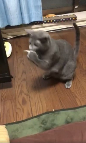 猫 煮干し 下手