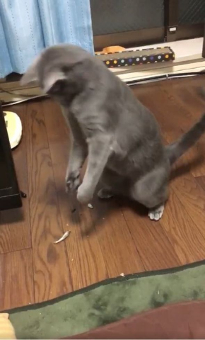 猫 煮干し 下手