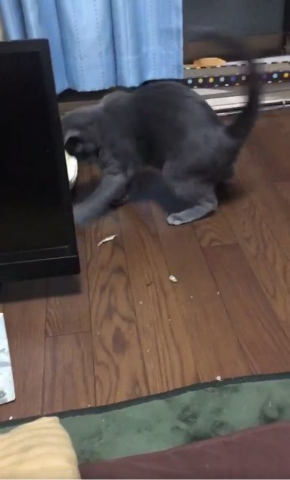 猫 煮干し 下手