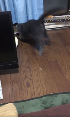 猫 煮干し 下手