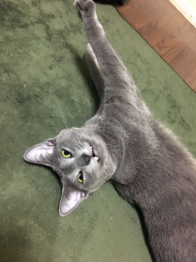 猫 煮干し 下手