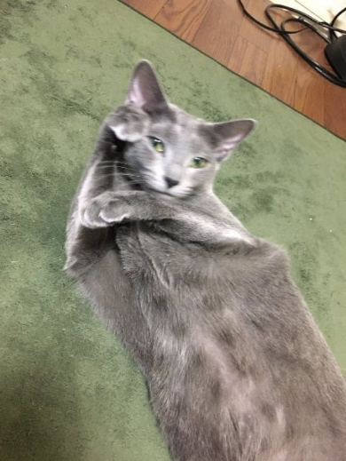 猫 煮干し 下手