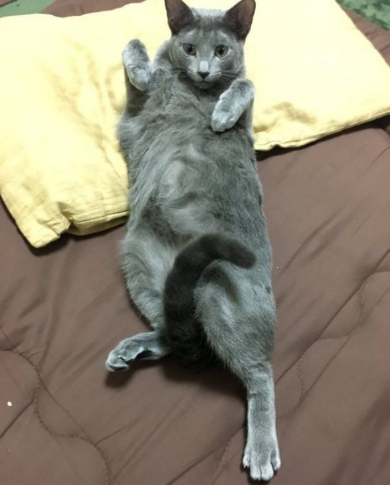 猫 煮干し 下手