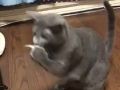 煮干しを食べるのが下手な猫ちゃん　飛びついて捕まえて落としてのループがもはやいとおしい