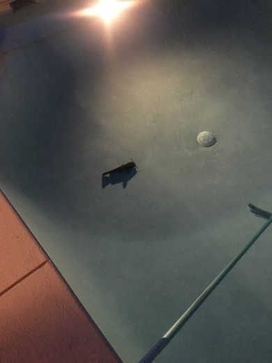 ナマズ 空 降ってくる