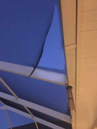 ナマズ 空 降ってくる