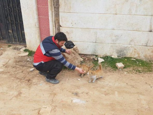 シリア アレッポ 猫 犬 救助 ノーベル平和賞