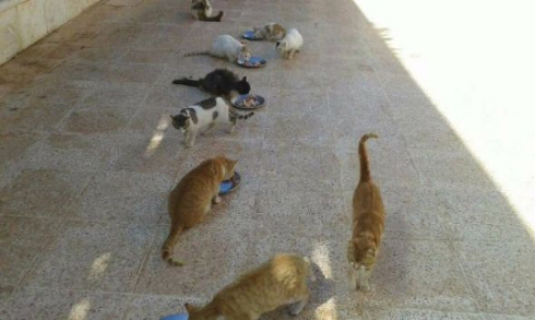 シリア アレッポ 猫 犬 救助 ノーベル平和賞