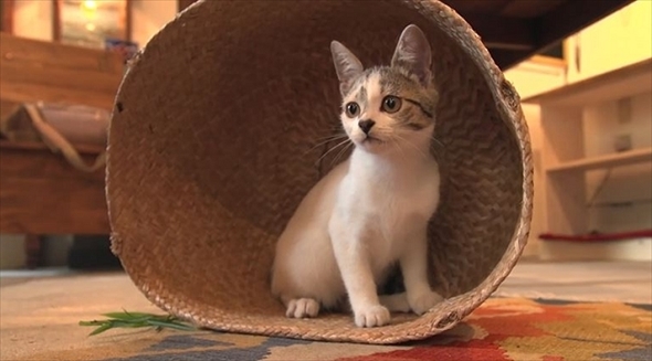 旅猫ロマン　那須高原