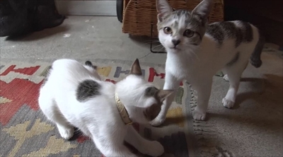 旅猫ロマン　那須高原