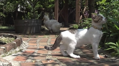 旅猫ロマン　那須高原