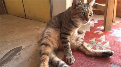 旅猫ロマン　那須高原