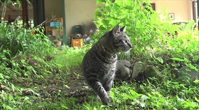 旅猫ロマン　那須高原