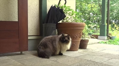 旅猫ロマン　那須高原