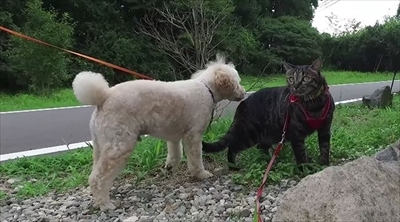 旅猫ロマン　那須高原