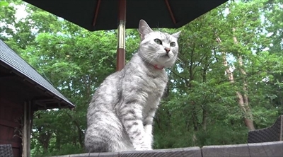 旅猫ロマン　那須高原