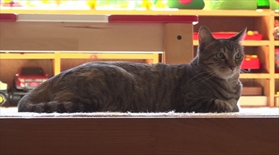 旅猫ロマン　那須高原