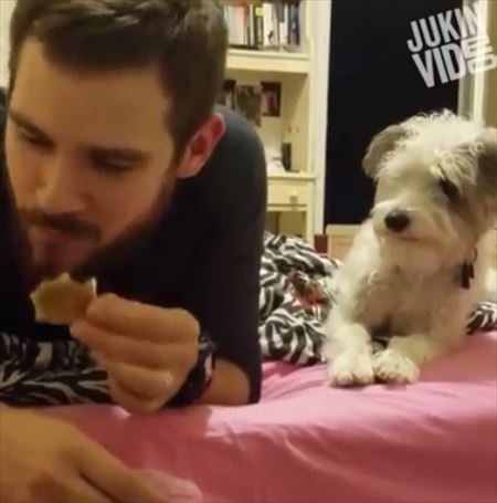 見つめる犬