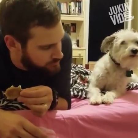 目をそらす犬犬
