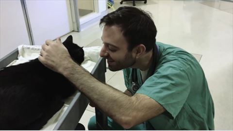 セラピーキャット