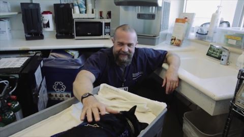 セラピーキャット