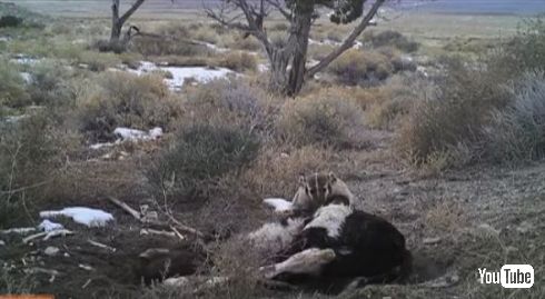 アナグマ 牛 埋める