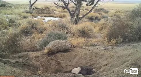 アナグマ 牛 埋める