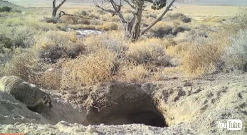 アナグマ 牛 埋める