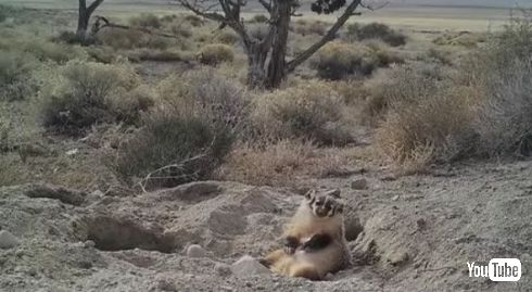 アナグマ 牛 埋める