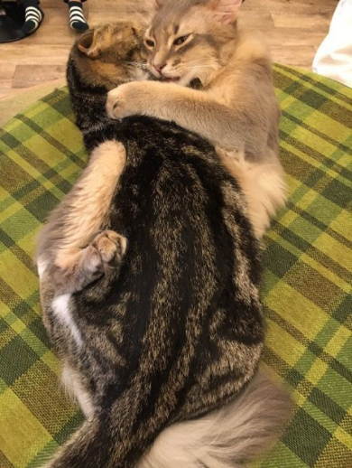 猫 ハグ そういった行為 いちゃいちゃ