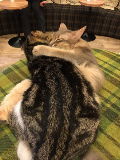 猫 ハグ そういった行為 いちゃいちゃ