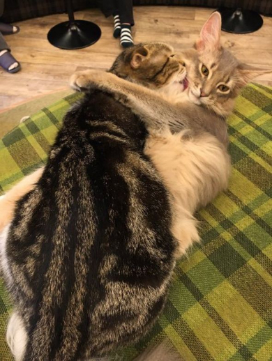 猫 ハグ そういった行為 いちゃいちゃ