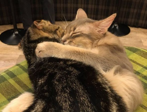 猫 ハグ そういった行為 いちゃいちゃ